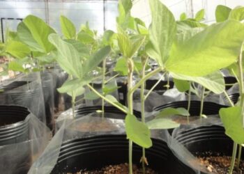 Avanzan biotecnologías para la biofertilización