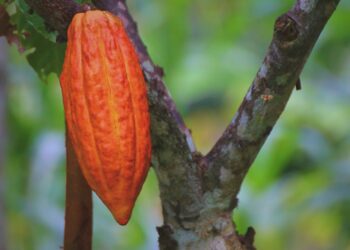 Colecciones digitales muestran conservación de plantas