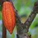 Colecciones digitales muestran conservación de plantas