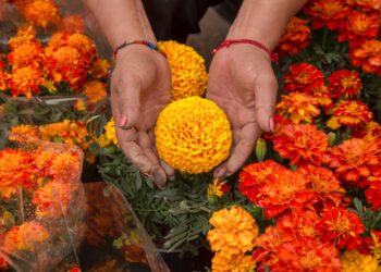 Mejoran variedades de flor de cempasúchil