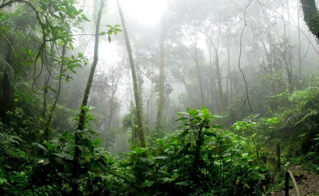 chimalapas