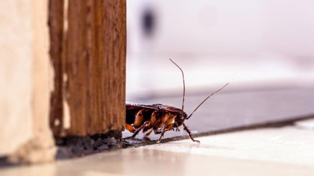 cucaracha