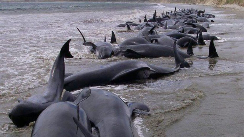 delfines