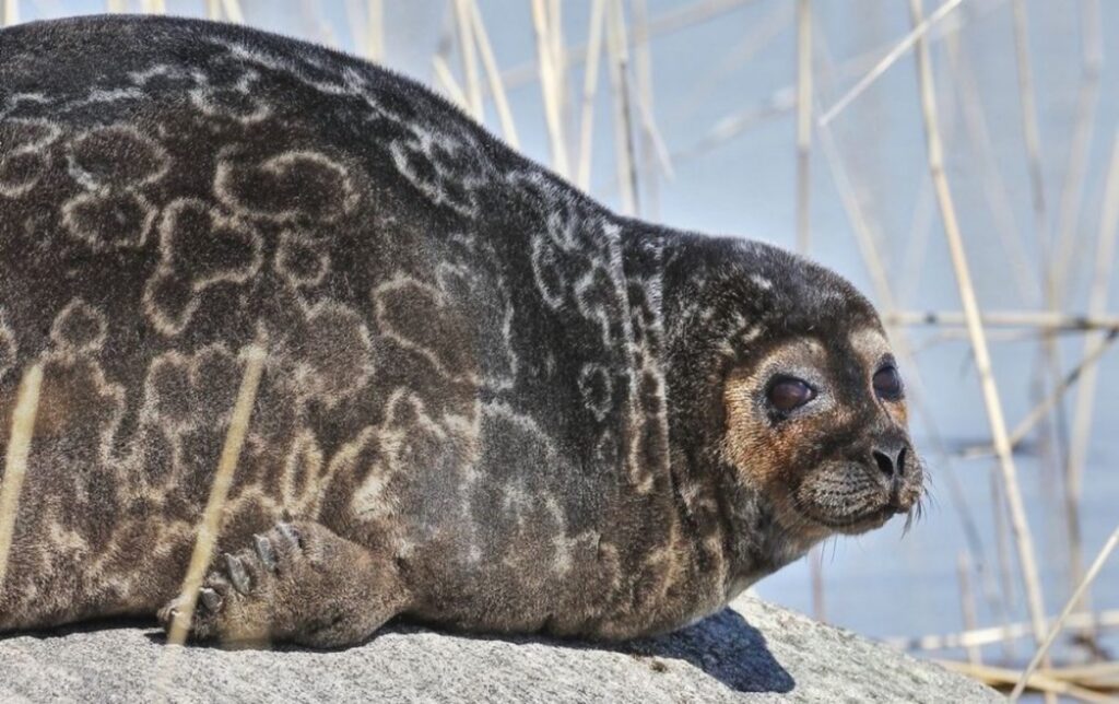 foca anillada