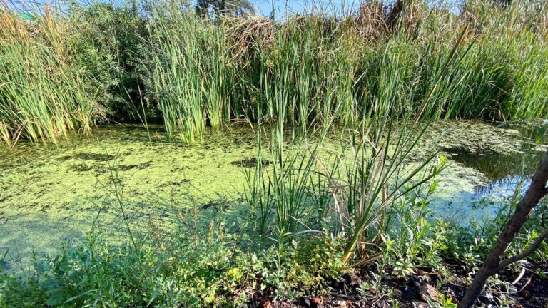 Impulsan la preservación holística de humedales