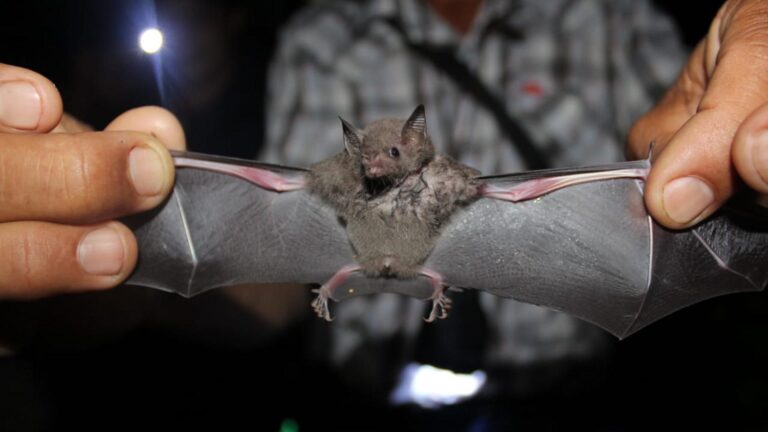 murcielagos
