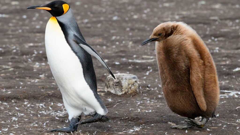 pingüinos rey