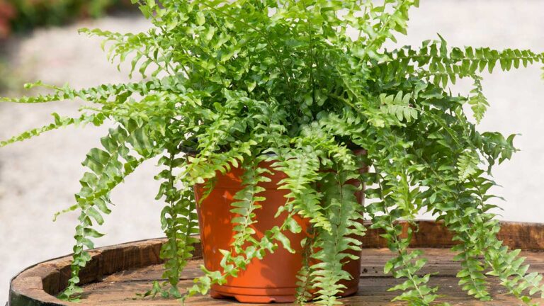 plantas_calor