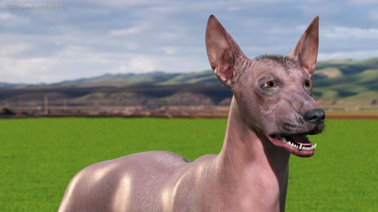 xoloitzcuintle