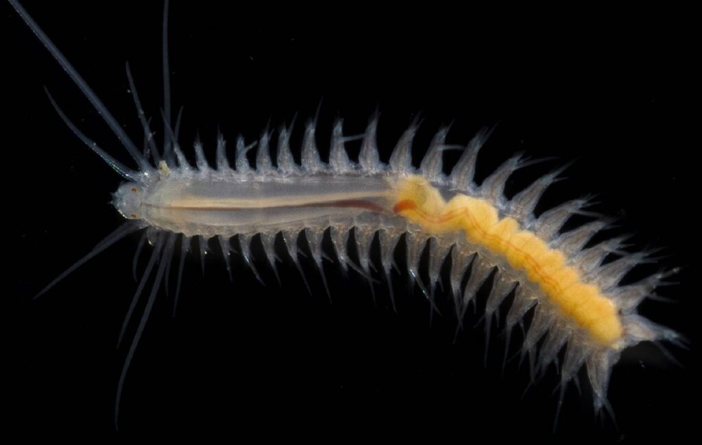 Hesionidae