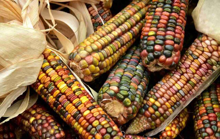 Practicas-agricolas-para-una-produccion-sustentable