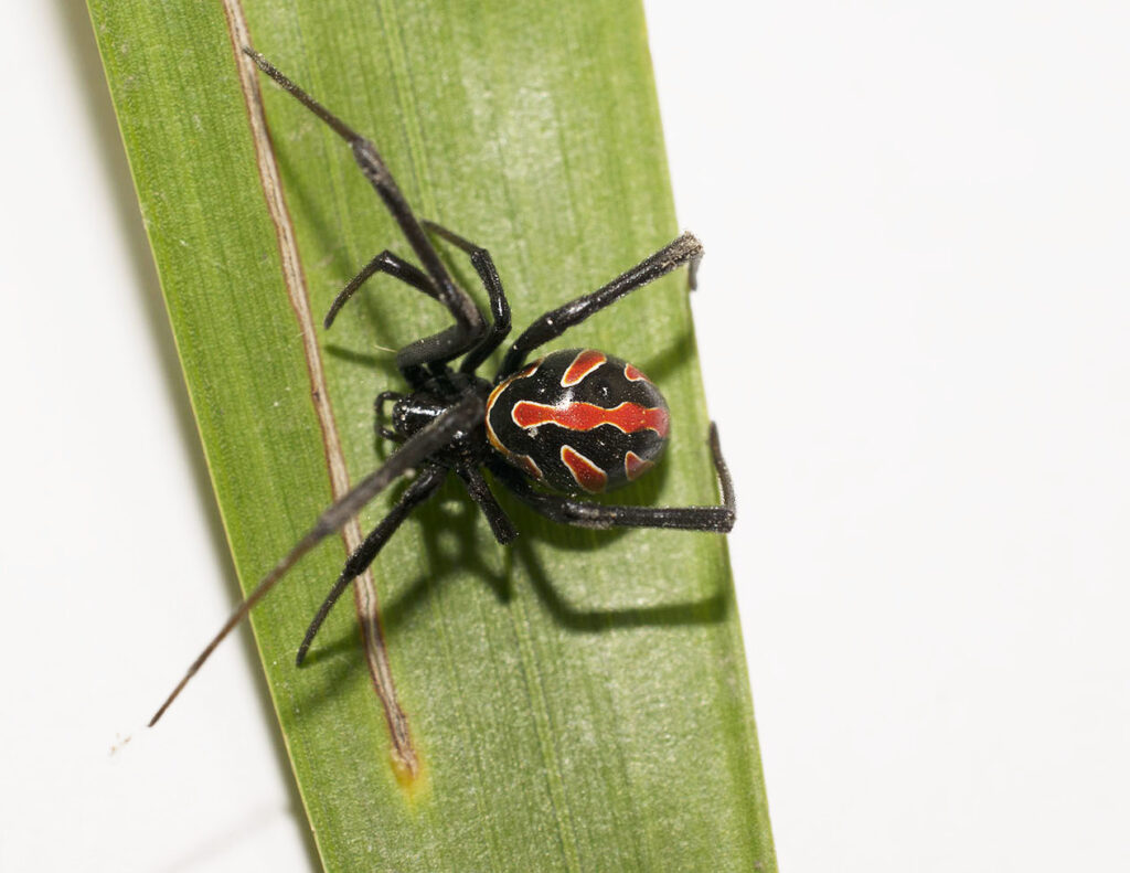 araña