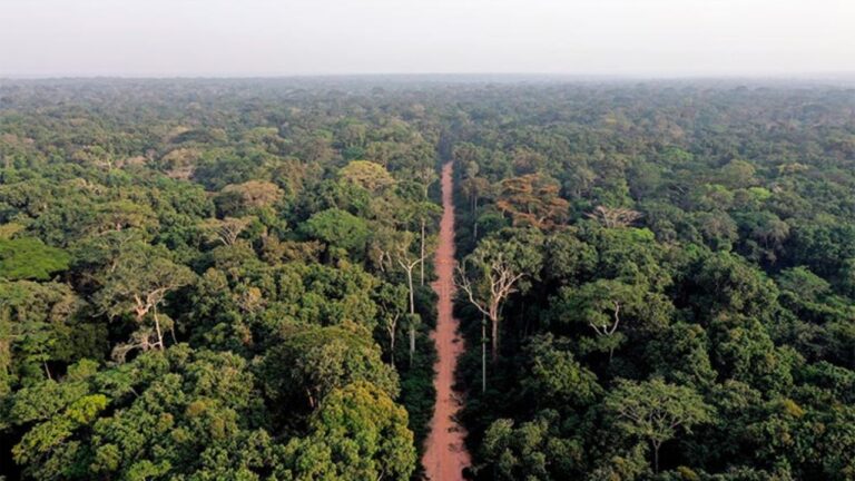 bosque