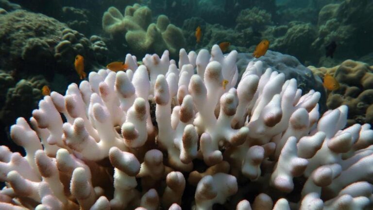 costra sobre corales