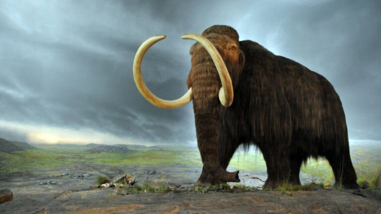 mamut
