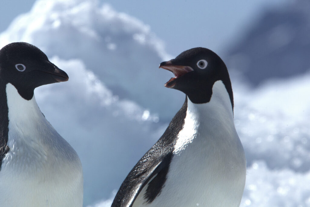 pingüinos Adelia
