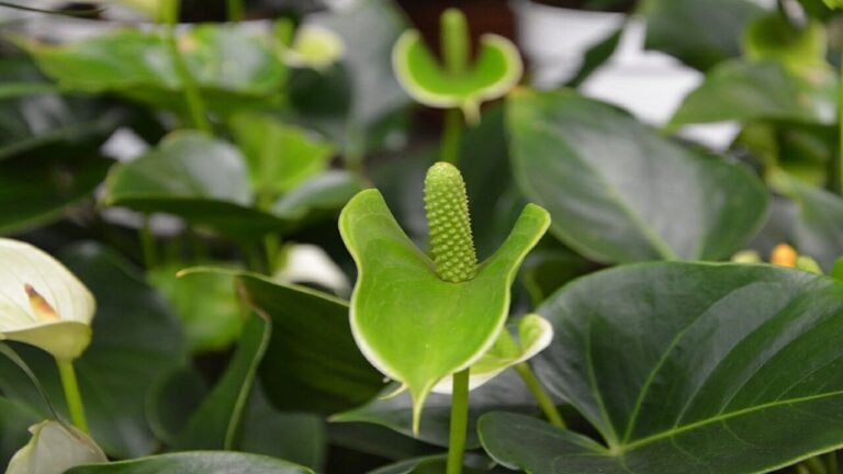 plantas-que-absorben-CO2