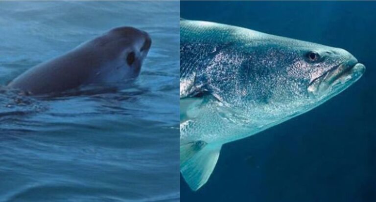 vaquita y totoaba