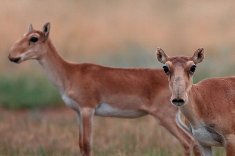 El antílope Saiga