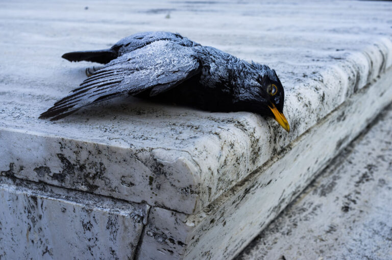 Aves sufren por fuegos artificiales en fiestas navideñas