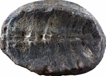 07/12/2023 El fósil que originalmente se interpretó como una planta, pero que ahora los investigadores han descubierto, es el interior del caparazón de una tortuga bebé. ..

Investigadores han reexaminado un fósil vegetal hallado hace décadas en Colombia y se han dado cuenta de que no se trataba de una planta sino de una tortuga bebé fosilizada.

POLITICA INVESTIGACIÓN Y TECNOLOGÍA
FABIANY HERRERA AND HÉCTOR PALMA-CASTRO.