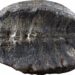 07/12/2023 El fósil que originalmente se interpretó como una planta, pero que ahora los investigadores han descubierto, es el interior del caparazón de una tortuga bebé. ..

Investigadores han reexaminado un fósil vegetal hallado hace décadas en Colombia y se han dado cuenta de que no se trataba de una planta sino de una tortuga bebé fosilizada.

POLITICA INVESTIGACIÓN Y TECNOLOGÍA
FABIANY HERRERA AND HÉCTOR PALMA-CASTRO.