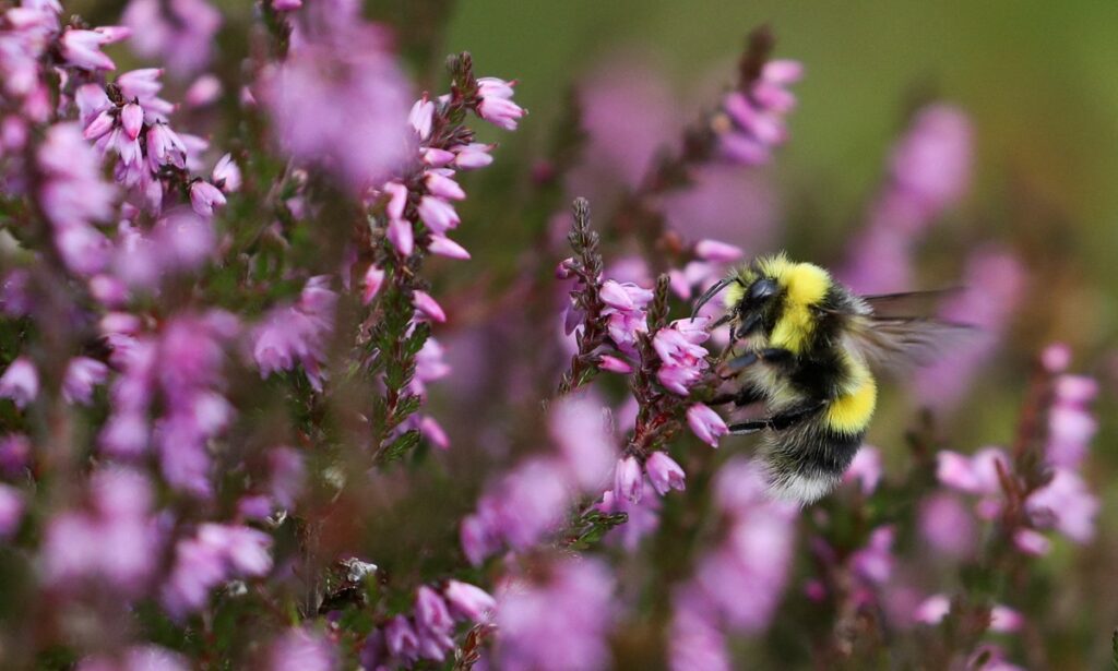 A bee is seen on a plant in the grounds of Kildrummy Estate, Scotland