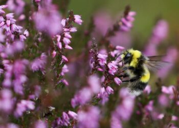 A bee is seen on a plant in the grounds of Kildrummy Estate, in Kildrummy, Scotland, Britain, September 7, 2021. Picture taken September 7, 2021.    To match Special Report SCOTLAND-ENVIRONMENT/GREEN-LAIRDS   REUTERS/Russell Cheyne