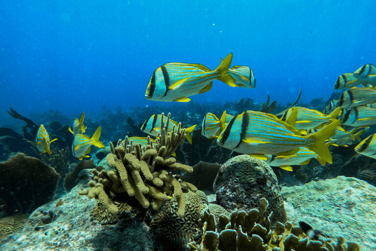 Áreas Naturales Protegidas