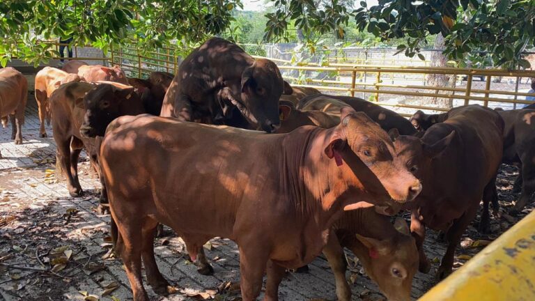 Enfermedades Exóticas de los Animales