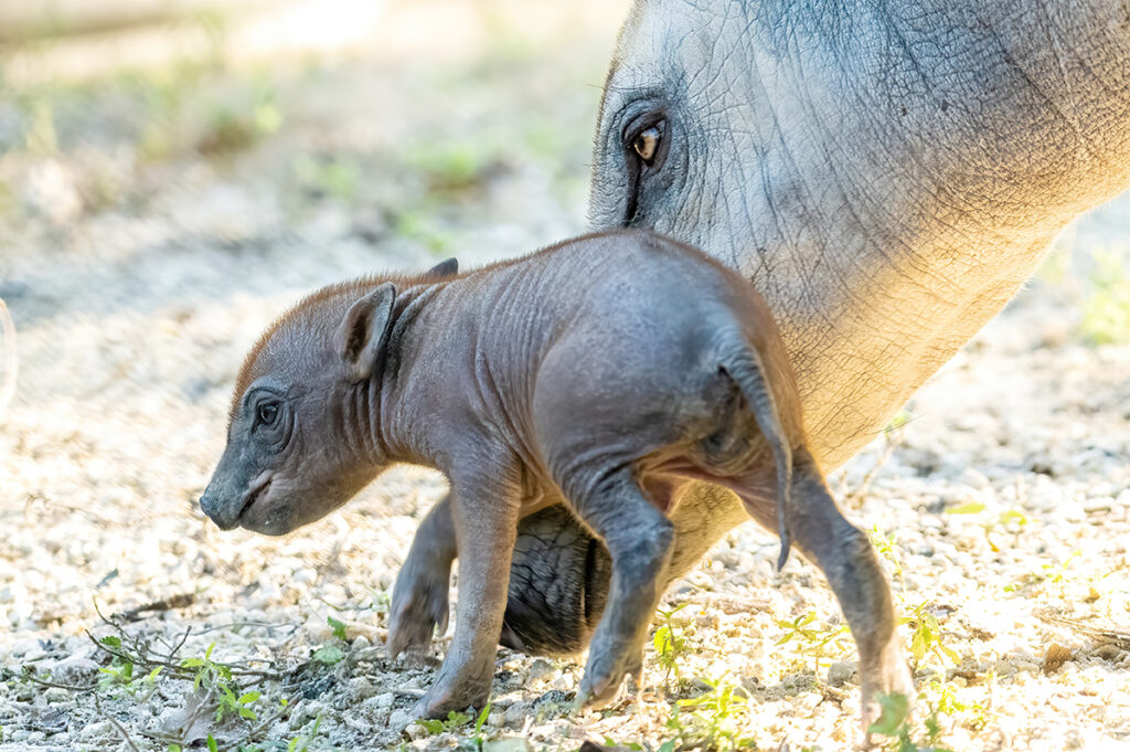 Nace una rara babirusa en el Zoológico de Miami