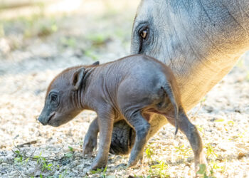 Nace una rara babirusa en el Zoológico de Miami