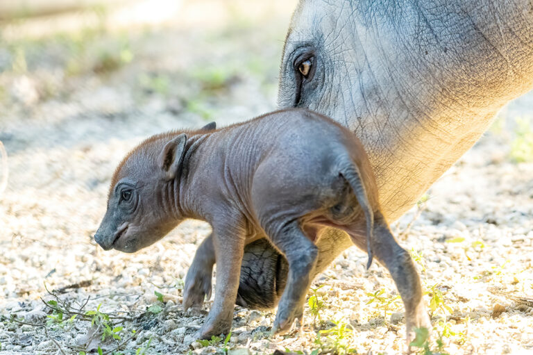 Nace una rara babirusa en el Zoológico de Miami