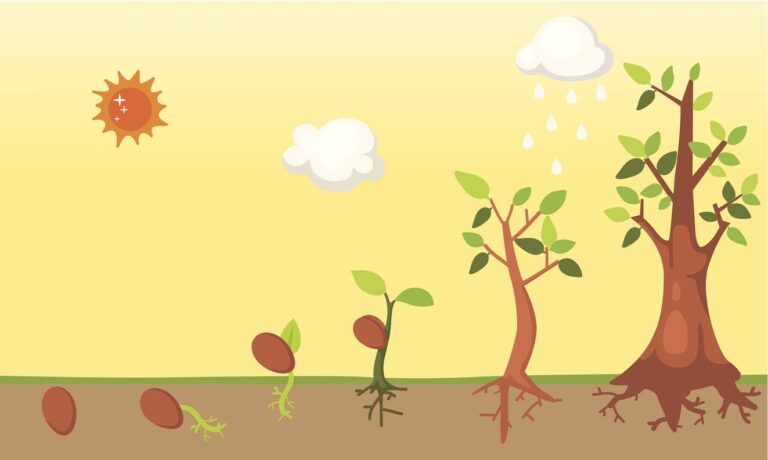 cuanto_tarda_en_crecer_un_arbol_3027_orig