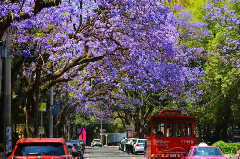 Jacarandas aparecen antes de tiempo, lo que desató las alarmas