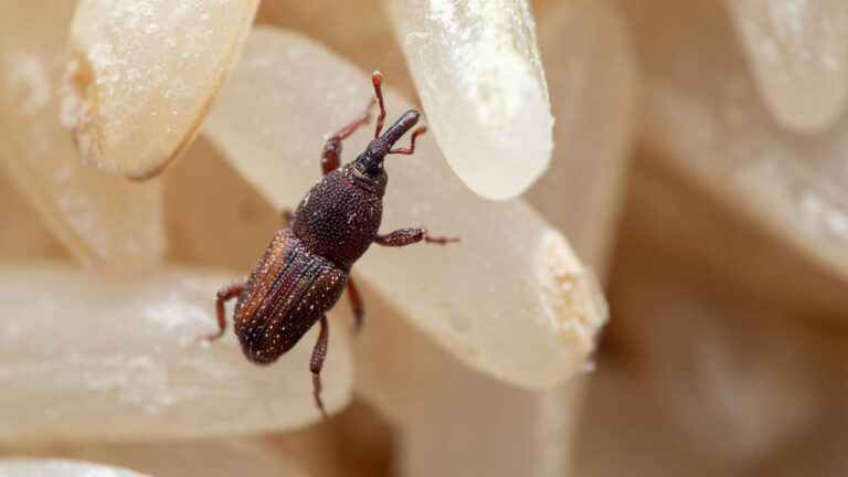 Usan gorgojos para ver si bolsas de plástico son biodegradables