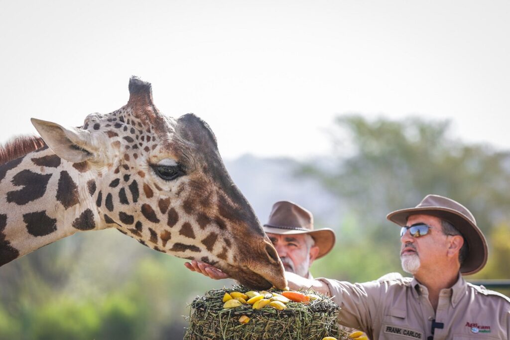 Le ofrecen pastel de bienvenida a Benito