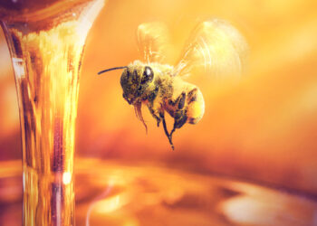 Revelan por qué las abejas producen menos miel