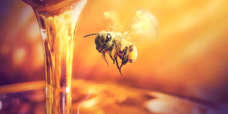 Revelan por qué las abejas producen menos miel