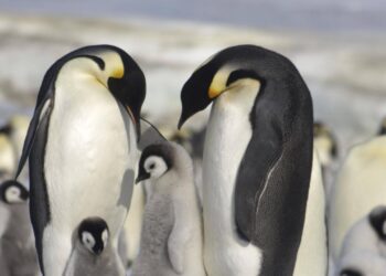 Hallan nuevas colonias de pingüinos emperador en la Antártica