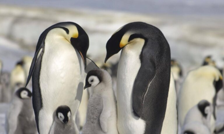 Hallan nuevas colonias de pingüinos emperador en la Antártica
