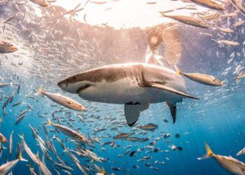Alerta por muerte masiva de tiburones