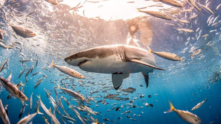 Alerta por muerte masiva de tiburones