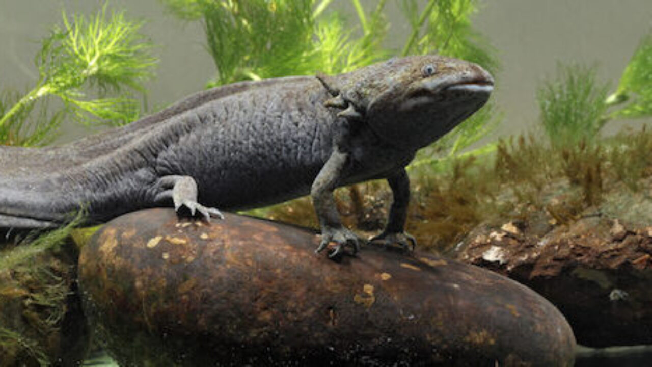 AJEMEX: Preservación del ajolote del Altiplano refleja compromiso