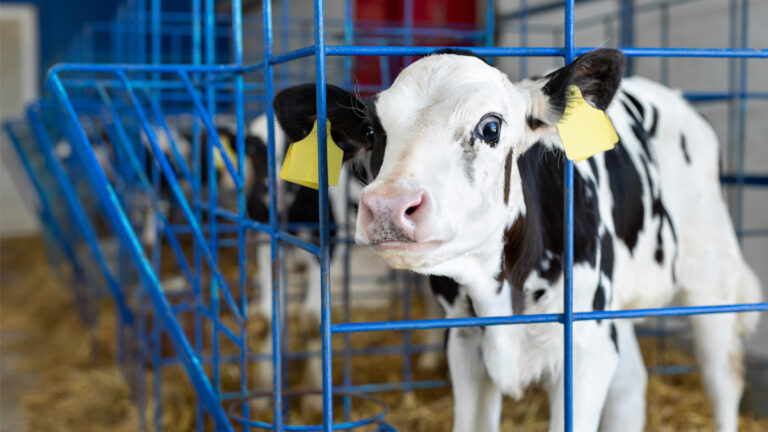 china vacas