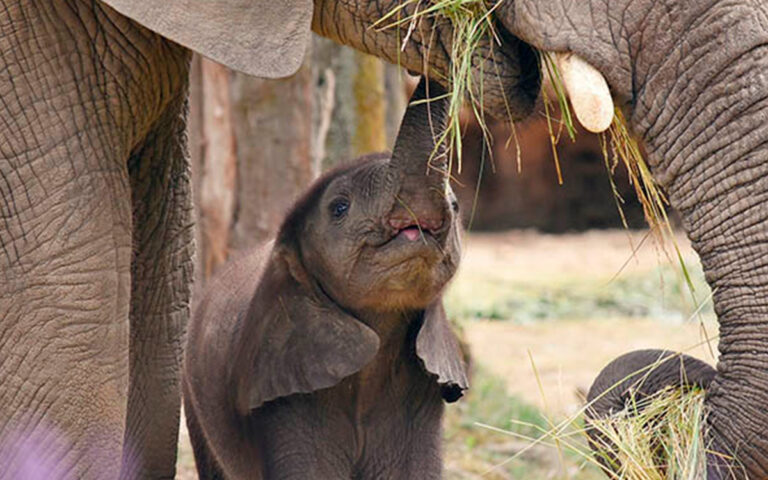 cria-elefante-de-sumatra