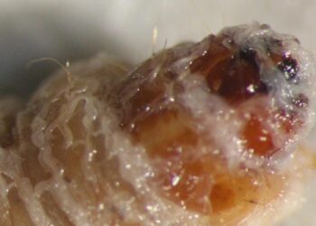 Hallan gusanos casi invisibles que infectan y matan insectos