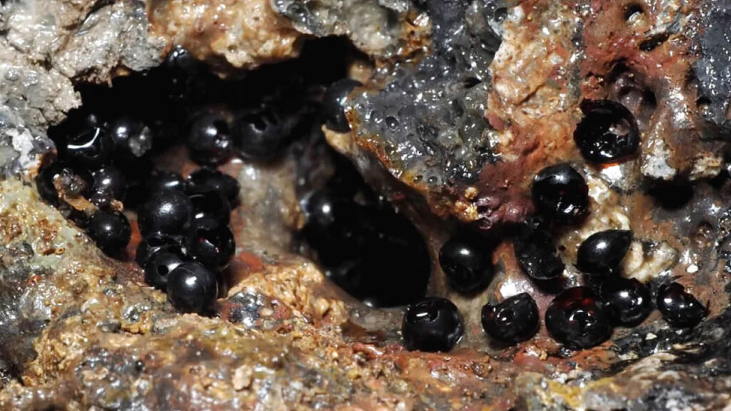 huevos-negros-fosa-pacifico-portada