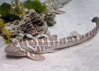 11/02/2016 Cría de tiburón cebra Sea Life Benalmádena.

Tembleque es el nombre elegido para la cría de tiburón cebra que acaba de ampliar la familia de animales marinos de Sea Life en el municipio malagueño de Benalmádena.

POLITICA ANDALUCÍA ESPAÑA EUROPA MÁLAGA SOCIEDAD