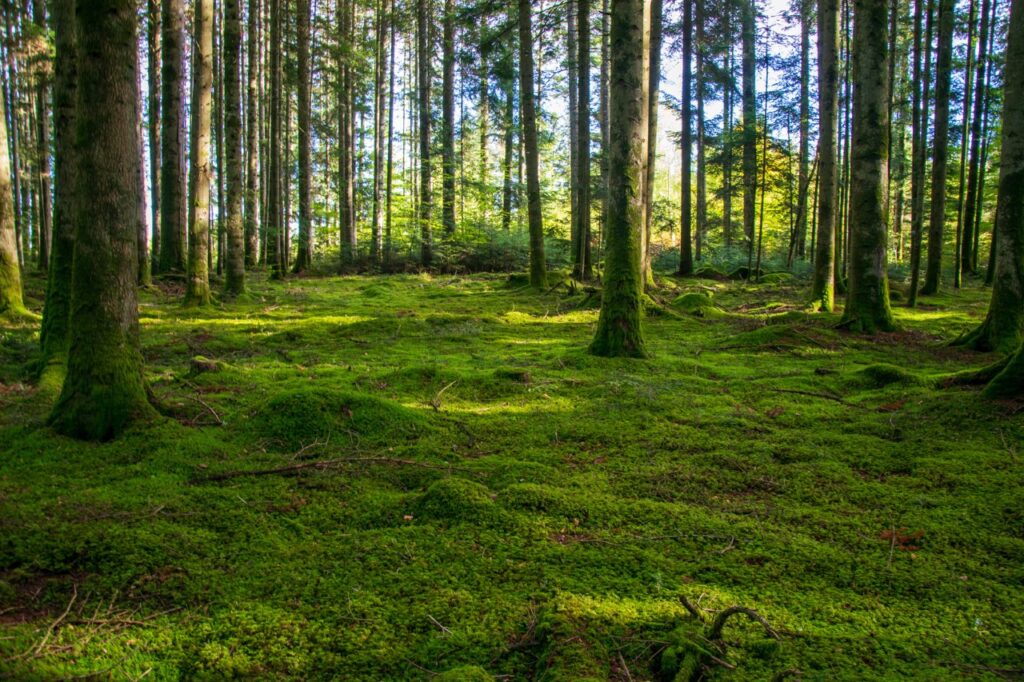 Bosques_tropicales